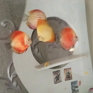 清醒头像