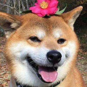 月光绕指柔头像