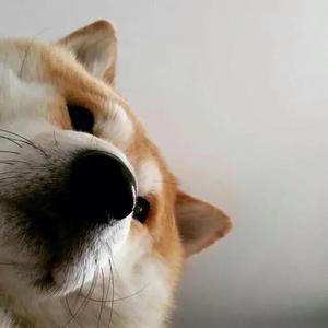 狗狗没骨头头像