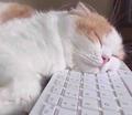 猫行天下万里路头像