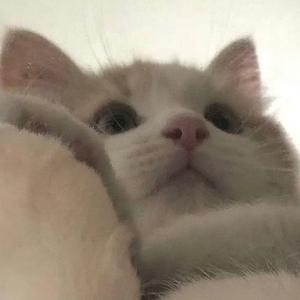 开封菜蛋挞耶头像