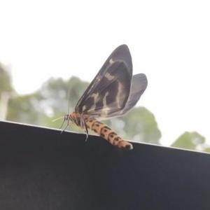 所想所享头像