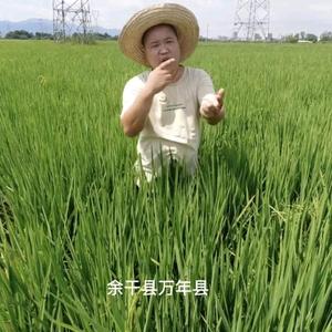杨夏雨头像