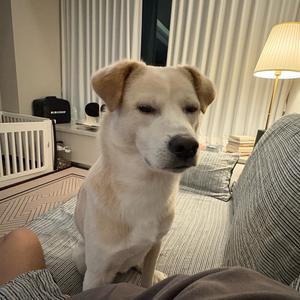 杰虍头像