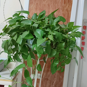 非著名家厨师头像