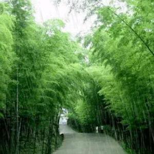 名车港湾头像