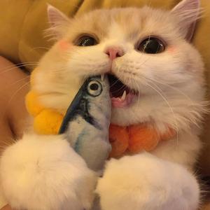 小鱼看世界头像