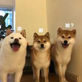 才思敏捷的达啦崩吧头像