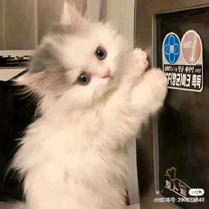 幼稚园审核灬祁妤头像