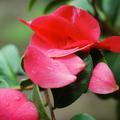 花花轻音乐头像