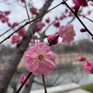 阿凤VIog头像