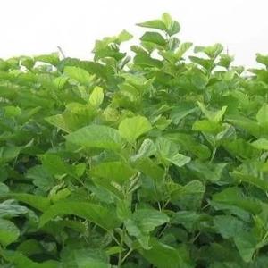 蛋白桑专业种植头像