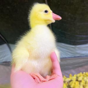 山东大品种鹅苗孵企业头像