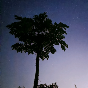 落定头像