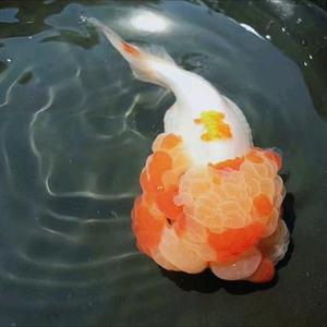 老王撩鱼头像