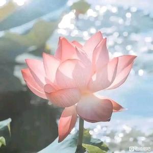 甘肃毛毛头像