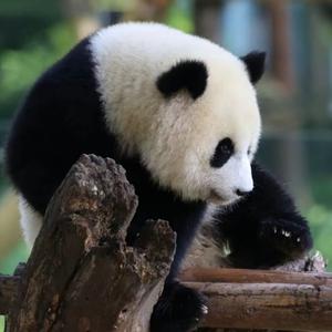 壹点动物世界头像