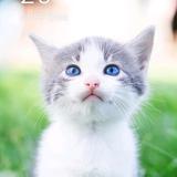 小哥吃鱼摆摆头像