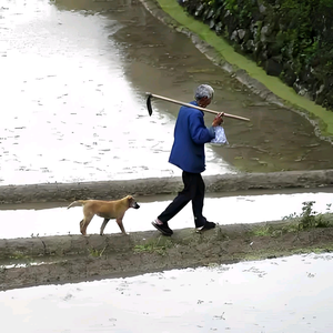 助农之星，（桉树管理各种工种）头像