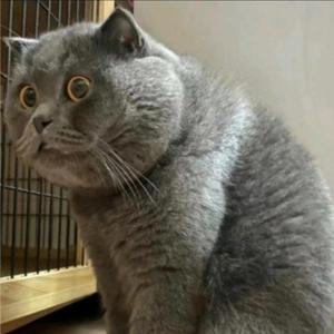 猪肉炖粉条子3D6P头像
