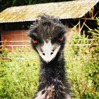 胆小怕si爱看腿头像