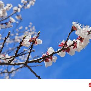 花影送流年头像