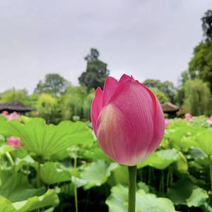 灵巧面条f3头像
