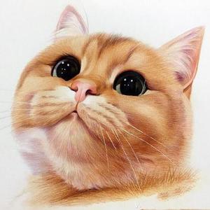 8聊猫8头像