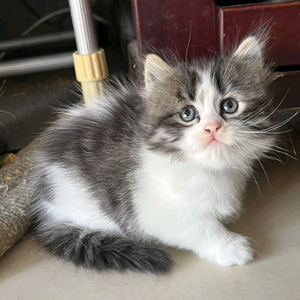 曼基康矮脚猫猫头像