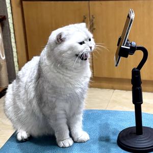 尘世八卦猫头像