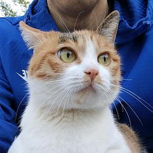 养生的猫博士头像