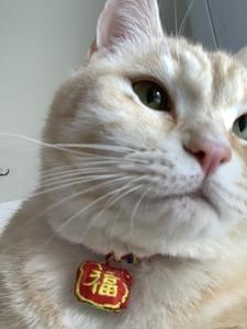 猫与海岛头像