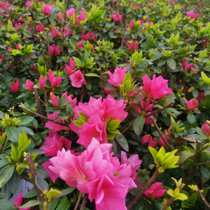 沐溪花卉绿植头像