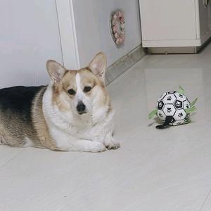 伊莎宝宝头像