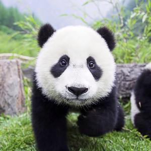 熊猫好物分享头像