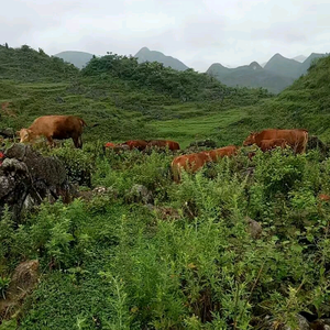 绿幕素材头像