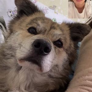 顶级牛马头像