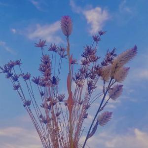马兰花儿小爱好头像