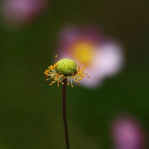 听花细语头像