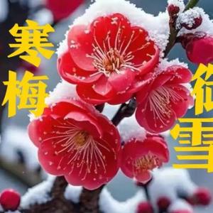 寒梅御雪头像