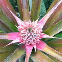 告诉老鱼我想吃默头像