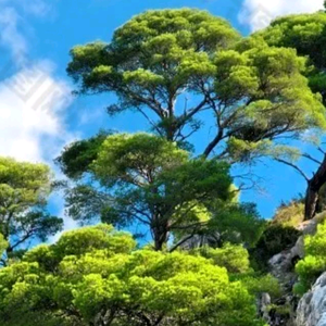 贵州（阿梁）头像