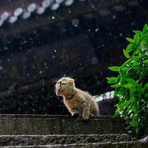 那年夏天的巧遇头像