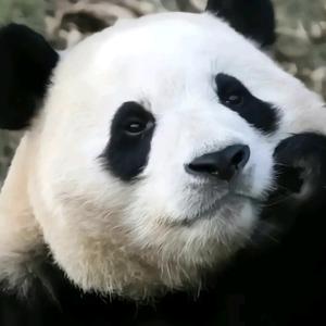 阿拉斯加岁岁头像