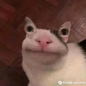 去撒野大学当博士的甜瓜头像