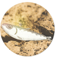 鱼跃FishJump头像