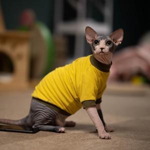 Mars斯芬克斯无毛猫头像