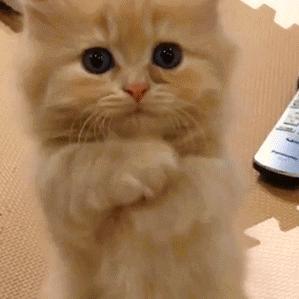 咸鱼说技术 头像