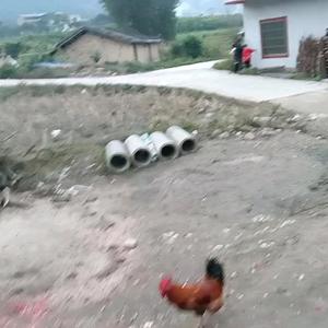 坤坤哥头像