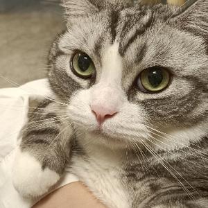 优美花猫NX头像